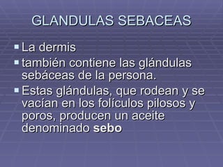 GLANDULAS SEBACEAS La dermis  también contiene las glándulas sebáceas de la persona.  Estas glándulas, que rodean y se vacían en los folículos pilosos y poros, producen un aceite denominado  sebo   