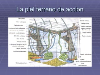 La piel terreno de accion 