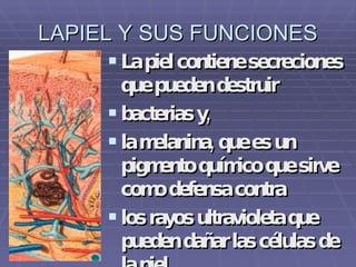 LAPIEL Y SUS FUNCIONES La piel contiene secreciones que pueden destruir  bacterias y, la melanina, que es un pigmento químico que sirve como defensa contra  los rayos ultravioleta que pueden dañar las células de la piel.  