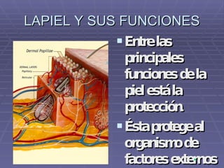 LAPIEL Y SUS FUNCIONES Entre las principales funciones de la piel está la protección.  Ésta protege al organismo de factores externos como bacterias, sustancias químicas y temperatura.  