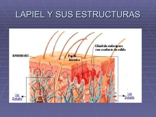 LAPIEL Y SUS ESTRUCTURAS 