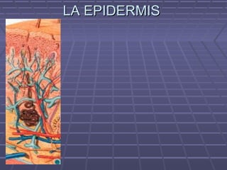 LA EPIDERMIS
 