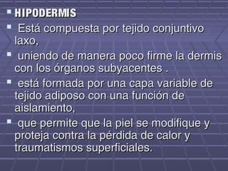  HIPODERMIS
 Está compuesta por tejido conjuntivo
 laxo,
 uniendo de manera poco firme la dermis
 con los órganos subyacentes .
 está formada por una capa variable de
 tejido adiposo con una función de
 aislamiento,
 que permite que la piel se modifique y
 proteja contra la pérdida de calor y
 traumatismos superficiales.
 