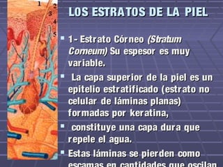 L0S ESTRA T0S DE LA PIEL

 1- Estrato Córneo (Stratum
  Corneum) Su espesor es muy
  variable.
 La capa superior de la piel es un
  epitelio estratificado (estr ato no
  celular de láminas planas)
  formadas por keratina,
 constituye una capa dur a que
  repele el agua.
 Estas láminas se pier den como
 