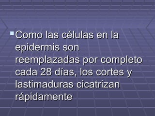 Como las células en la
 epidermis son
 reemplazadas por completo
 cada 28 días, los cortes y
 lastimaduras cicatrizan
 rápidamente
 
