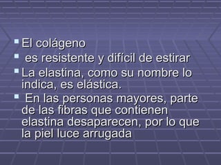  El colágeno
 es resistente y difícil de estirar
 La elastina, como su nombre lo
 indica, es elástica.
 En las personas mayores, parte
 de las fibras que contienen
 elastina desaparecen, por lo que
 la piel luce arrugada
 