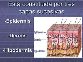 Está constituida por tres
     capas sucesivas
-Epidermis

 -Dermis

-Hipodermis
 