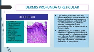 la piel y estructuras.pptx