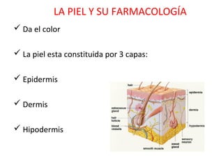 LA PIEL Y SU FARMACOLOGÍA
 Da el color

 La piel esta constituida por 3 capas:

 Epidermis

 Dermis

 Hipodermis
 