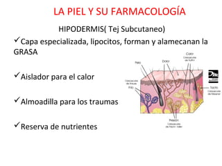 LA PIEL Y SU FARMACOLOGÍA
           HIPODERMIS( Tej Subcutaneo)
Capa especializada, lipocitos, forman y alamecanan la
GRASA

Aislador para el calor

Almoadilla para los traumas

Reserva de nutrientes
 