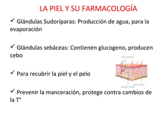 LA PIEL Y SU FARMACOLOGÍA
 Glándulas Sudoríparas: Producción de agua, para la
evaporación

 Glándulas sebáceas: Contienen glucogeno, producen
cebo

 Para recubrir la piel y el pelo

 Prevenir la manceración, protege contra cambios de
la T°
 