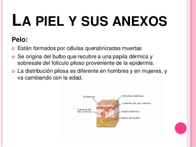 La piel y sus anexos