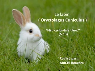 Le lapin
( Oryctolagus Cuniculus )

   *Néo-zélandais blanc*
          (NZB)




           Réalisé par :
           ARICHI Bouchra
 