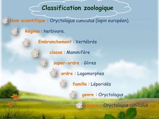 Classification zoologique
Nom scientifique : Oryctolagus cuniculus (lapin européen).

       Régime : herbivore.

        ...