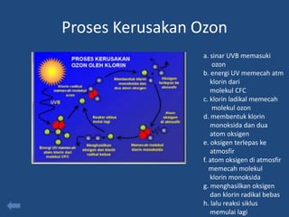 Proses Kerusakan Ozon
                 a. sinar UVB memasuki
                     ozon
                 b. energi UV memecah atm
                    klorin dari
                    molekul CFC
                 c. klorin ladikal memecah
                     molekul ozon
                 d. membentuk klorin
                    monoksida dan dua
                    atom oksigen
                 e. oksigen terlepas ke
                    atmosfir
                 f. atom oksigen di atmosfir
                    memecah molekul
                    klorin monoksida
                 g. menghasilkan oksigen
                    dan klorin radikal bebas
                 h. lalu reaksi siklus
                    memulai lagi
 