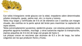 Tallo
Con tallos triangulares verde glaucos con la edad, trepadores sobre determinados
arboles (mezquite, guaje, palma real, etc.) o muros y tutores.
Tallos muy largos y ramificados de 5-6 cm de diámetro con 3 costillas con margen
situado, dos costillas en la parte apical del brote para maximizar la captación de
rayos solares.
Tallos extremadamente suculentos; epidermis gruesa con estomas presentes como
pequeños agujeros hundidos, mucilago y otras sustancias regulan la transpiración,
espinas pequeñas de 4-6 mm de largo con grupos de hasta 4.
Las pitayas crecen en secciones que alcanzan de 0.5 a 2m de largo, los tallos
colgantes son los que producen flores y frutos.
 
