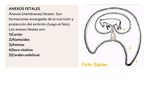 ANEXOS FETALES
Anexos (membranas) fetales: Son
formaciones encargadas de la nutrición y
protección del embrión (luego el feto).
Los anexos fetales son:
1)Corión
2)Alantoides
3)Amnios
4)Saco vitelino
5)Cordón umbilical.
 