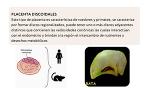 PLACENTA DISCOIDALES
Este tipo de placenta es característica de roedores y primates; se caracteriza
por formar discos regionalizados, puede tener uno o más discos adyacentes
distintos que contienen las vellosidades coriónicas las cuales interactúan
con el endometrio y brindan a la región el intercambio de nutrientes y
desechos metabólicos
 