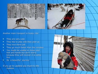 Another main transport is husky ride: They are very cute They like to play wile they pool us They love there job  They go much faster than the reindeer You might be unable to move your feet and hands but don't worry because they will recover in a camp fire. Its  a beautiful  journey  If you go to Lapland you must try the huskies.  