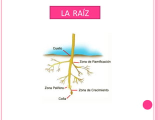 LA RAÍZ
 