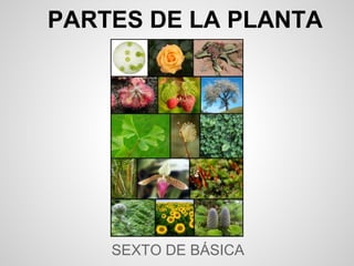 PARTES DE LA PLANTA




    SEXTO DE BÁSICA
 