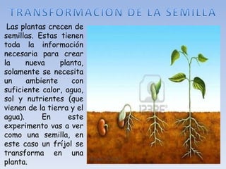 Las plantas crecen de
semillas. Estas tienen
toda la información
necesaria para crear
la     nueva     planta,
solamente se necesita
un     ambiente     con
suficiente calor, agua,
sol y nutrientes (que
vienen de la tierra y el
agua).     En      este
experimento vas a ver
como una semilla, en
este caso un fríjol se
transforma en una
planta.
 