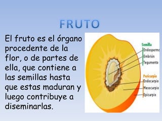 El fruto es el órgano
procedente de la
flor, o de partes de
ella, que contiene a
las semillas hasta
que estas maduran y
luego contribuye a
diseminarlas.
 