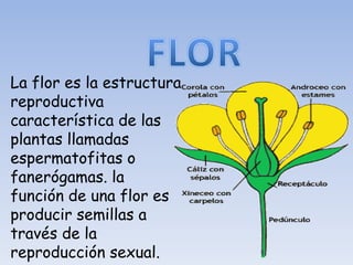 La flor es la estructura
reproductiva
característica de las
plantas llamadas
espermatofitas o
fanerógamas. la
función de una flor es
producir semillas a
través de la
reproducción sexual.
 
