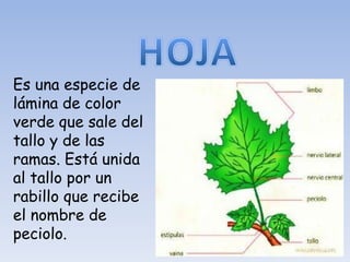 Es una especie de
lámina de color
verde que sale del
tallo y de las
ramas. Está unida
al tallo por un
rabillo que recibe
el nombre de
peciolo.
 