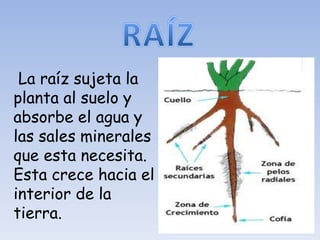 La raíz sujeta la
planta al suelo y
absorbe el agua y
las sales minerales
que esta necesita.
Esta crece hacia el
interior de la
tierra.
 