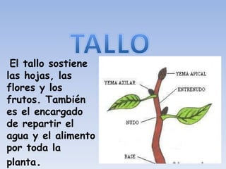 El tallo sostiene
las hojas, las
flores y los
frutos. También
es el encargado
de repartir el
agua y el alimento
por toda la
planta.
 