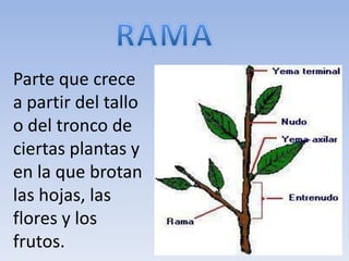 Parte que crece
a partir del tallo
o del tronco de
ciertas plantas y
en la que brotan
las hojas, las
flores y los
frutos.
 