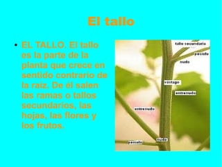 El tallo
● EL TALLO. El tallo
es la parte de la
planta que crece en
sentido contrario de
la raíz. De él salen
las ramas o tallos
secundarios, las
hojas, las flores y
los frutos.
 