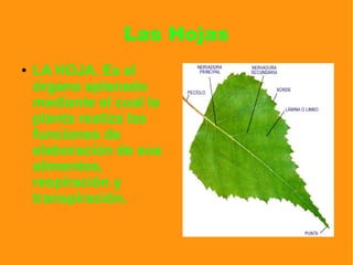 Las Hojas
● LA HOJA. Es el
órgano aplanado
mediante el cual la
planta realiza las
funciones de
elaboración de sus
alimentos,
respiración y
transpiración.
 