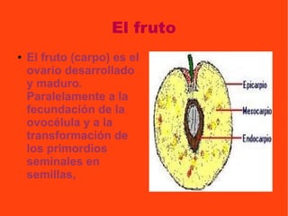 El fruto
● El fruto (carpo) es el
ovario desarrollado
y maduro.
Paralelamente a la
fecundación de la
ovocélula y a la
transformación de
los primordios
seminales en
semillas,
 