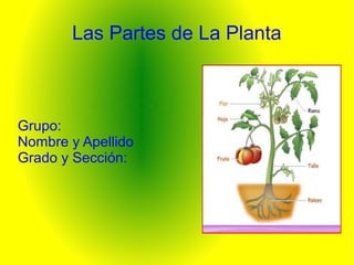 Las Partes de La Planta
Grupo:
Nombre y Apellido
Grado y Sección:
 