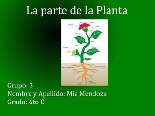 La parte de la Planta
Grupo: 3
Nombre y Apellido: Mia Mendoza
Grado: 6to C
 