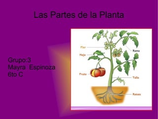 Las Partes de la Planta
Grupo:3
Mayra Espinoza
6to C
 