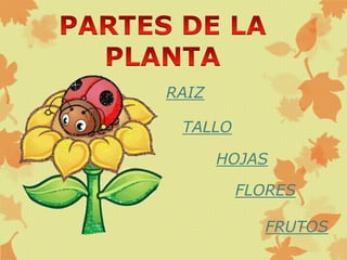 RAIZ
TALLO
HOJAS
FLORES
FRUTOS
 