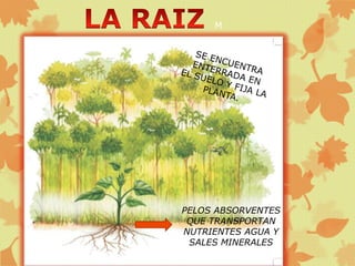 M
PELOS ABSORVENTES
QUE TRANSPORTAN
NUTRIENTES AGUA Y
SALES MINERALES
 