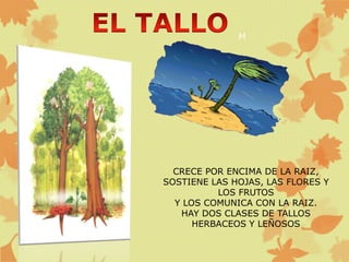 M
CRECE POR ENCIMA DE LA RAIZ,
SOSTIENE LAS HOJAS, LAS FLORES Y
LOS FRUTOS
Y LOS COMUNICA CON LA RAIZ.
HAY DOS CLASES DE TALLOS
HERBACEOS Y LEÑOSOS
 