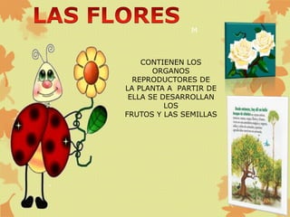 M
CONTIENEN LOS
ORGANOS
REPRODUCTORES DE
LA PLANTA A PARTIR DE
ELLA SE DESARROLLAN
LOS
FRUTOS Y LAS SEMILLAS
 