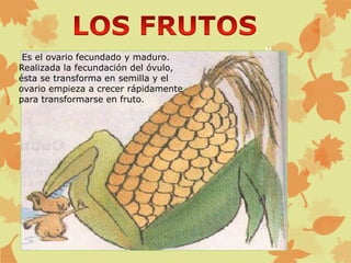 M
Es el ovario fecundado y maduro.
Realizada la fecundación del óvulo,
ésta se transforma en semilla y el
ovario empieza a crecer rápidamente
para transformarse en fruto.
 