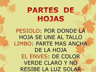 M
PESIOLO: POR DONDE LA
HOJA SE UNE AL TALLO
LIMBO: PARTE MAS ANCHA
DE LA HOJA
EL ENVES: DE COLOR
VERDE CLARO Y NO
RESIBE LA LUZ SOLAR
 
