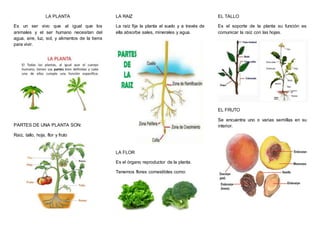 LA PLANTA
Es un ser vivo que al igual que los
animales y el ser humano necesitan del
agua, aire, luz, sol, y alimentos de la tierra
para vivir.
PARTES DE UNA PLANTA SON:
Raíz, tallo, hoja, flor y fruto
LA RAIZ
La raíz fija la planta al suelo y a través de
ella absorbe sales, minerales y agua.
LA FLOR
Es el órgano reproductor de la planta.
Tenemos flores comestibles como:
EL TALLO
Es el soporte de la planta su función es
comunicar la raíz con las hojas.
EL FRUTO
Se encuentra uno o varias semillas en su
interior.
 