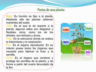 Partes de una planta:
Raíz: Su función es fijar a la planta.
Mediante ella las plantas obtienen
nutrientes del suelo.
Tallo: Es el que le da soporte a la
planta; algunos tallos son delgados y
flexibles, otros, como los de los
árboles, son leñosos y duros.
Hoja: Es la estructura donde se realiza
la fotosíntesis y la respiración.
Flor: Es el órgano reproductor. En su
interior posee todos los órganos que
necesita para fabricar el fruto y la
semilla.
Fruto: Es el órgano que contiene y
protege las semillas de la planta, y de
forma a partir del ovario fecundado de
la flor.
 