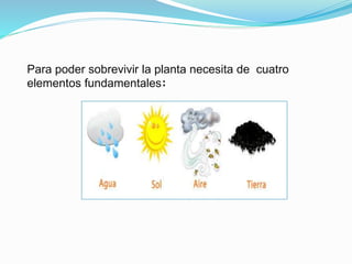 Para poder sobrevivir la planta necesita de cuatro
elementos fundamentales:
 