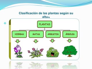 Clasificación de las plantas según su
altura

 