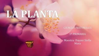 LA PLANTA
CIENCIAS NATURALES
1º PRIMARIA
Maestra: Dayani Stella
Mora
 