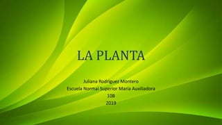 LA PLANTA
Juliana Rodríguez Montero
Escuela Normal Superior María Auxiliadora
10B
2019
 